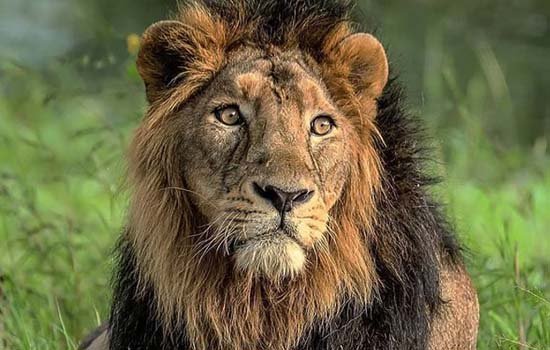 Sasan-Gir